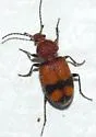 Panagaeus fasciatus - photo 2