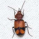Panagaeus fasciatus - photo 3