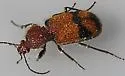 Panagaeus fasciatus - photo 4