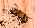 Panagaeus fasciatus - photo 5