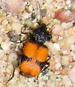 Panagaeus sallei
