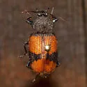 Panagaeus sallei - photo 2