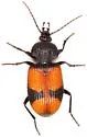 Panagaeus sallei - photo 3