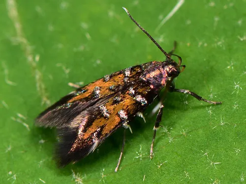Pancalia leuwenhoekella