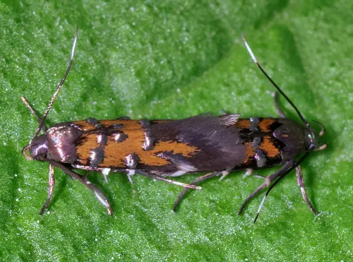Pancalia leuwenhoekella - photo 6