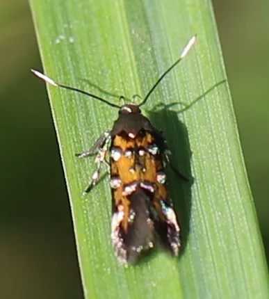 Pancalia leuwenhoekella - photo 8