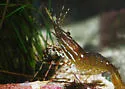 California Spot Prawn
