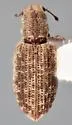 Pandeleteinus elytroplanatus - Pandeleteinus elytroplanatus