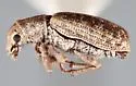 Pandeleteinus elytroplanatus - photo 2