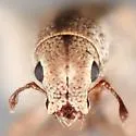 Pandeleteinus elytroplanatus - photo 3
