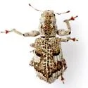 Pandeleteinus elytroplanatus - photo 4