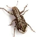 Pandeleteinus lucidillus