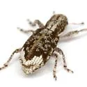 Pandeleteinus lucidillus - photo 2