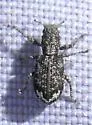 Pandeleteinus lucidillus - photo 3