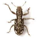 Pandeleteinus lucidillus - photo 4
