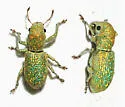 Pandeleteinus submetallicus