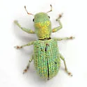 Pandeleteinus submetallicus - photo 2