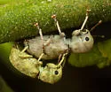 Pandeleteinus submetallicus - photo 3