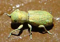 Pandeleteinus submetallicus - photo 4