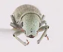 Pandeleteinus submetallicus - photo 5