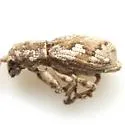 Pandeleteius cinereus