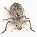 Pandeleteius cinereus - photo 3