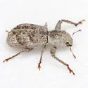 Pandeleteius cinereus - photo 4