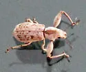 Pandeleteius defectus - Pandeleteius defectus