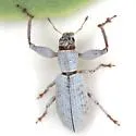 Pandeleteius longicollis