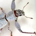 Pandeleteius longicollis - photo 2