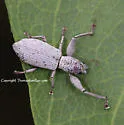 Pandeleteius longicollis - photo 4