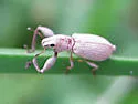 Pandeleteius nodifer