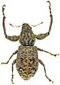 Pandeleteius robustus - photo 3