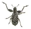 Pandeleteius rotundicollis - Pandeleteius rotundicollis