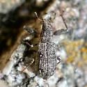 Pandeleteius rotundicollis - photo 2