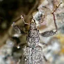 Pandeleteius rotundicollis - photo 3