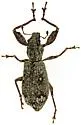 Pandeleteius rotundicollis - photo 4