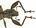 Pandeleteius rotundicollis - photo 5