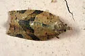 Green Aspen Leaftier Moth - Hodges#3595