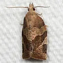 Green Aspen Leaftier Moth - Hodges#3595 - photo 3