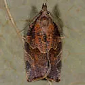 Green Aspen Leaftier Moth - Hodges#3595 - photo 4