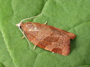 Pandemis cinnamomeana