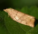 Woodgrain Leafroller - Hodges#3593 - photo 2