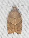 Woodgrain Leafroller - Hodges#3593 - photo 4