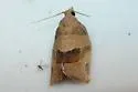 Three-lined Leafroller - Hodges#3594 - photo 2