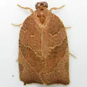 Three-lined Leafroller - Hodges#3594 - photo 5