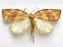 Pandemis Leafroller Moth - Hodges#3596 - Pandemis pyrusana