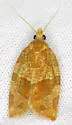 Pandemis Leafroller Moth - Hodges#3596 - photo 2