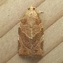 Pandemis Leafroller Moth - Hodges#3596 - photo 3