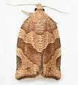 Pandemis Leafroller Moth - Hodges#3596 - photo 4